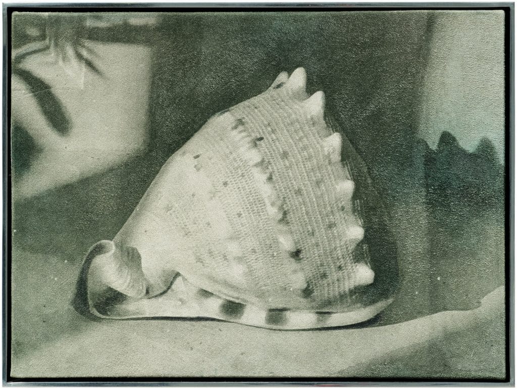 A monochromatic detailed painting of a shell sitting on a shelf