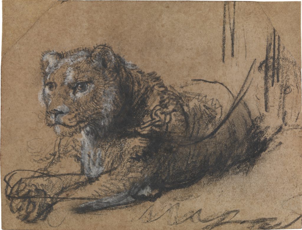 Sketch of a reclining lioness drawn in charcoal and white chalk on brown paper, showing detailed fur texture and expressive eyes.